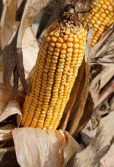 Wall Mural - dried corn on the cob with beautiful corn seeds