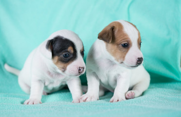 Wall Mural - Jack Russell puppies