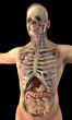 Human internal organs and skeleton on black background