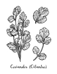 Wall Mural - coriander ink sketch.
