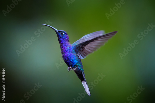 Close up blue hummingbird, Campylopterus hemileucurus, glittering Violet Sabrewing hovering in the air against abstract, colorful, dark green tropical background Tableau sur Toile