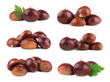 Fresh Chestnuts Isolated On White Background. Hippocastanum Isolated. Isolated Chestnut Set With Clipping Path. Macro