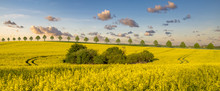Rural Landscape ,panorama Of Spring Field