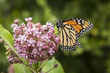Monarch butterfly feeding on a milkweed plant at Big Meadow in Shenandoah National Park, Virginia, USA. 