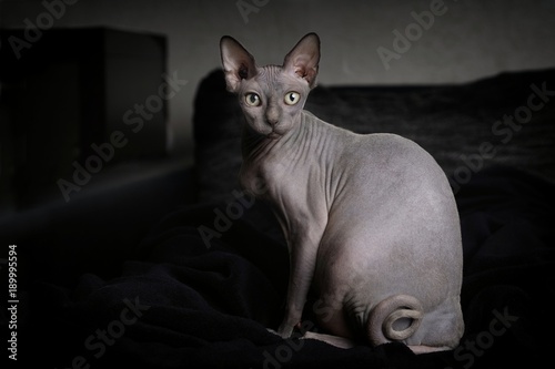Plakat Portret szary kot Sphynx nago w środowisku domowym.