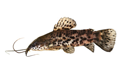 Canvas Print - Port Hoplo Catfish Hoplosternum thoracatum aquarium fish 