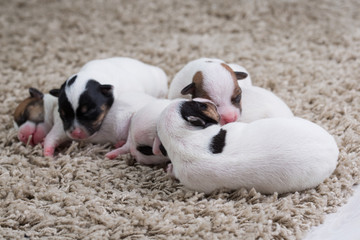 Wall Mural - newborn puppies breed jack russel terrier sleeping