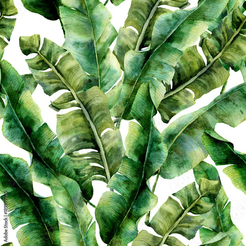 akwarela-wzor-z-wspaniale-liscie-palmowe-banana-recznie-malowany-egzotyczny-oddzial-zieleni-zwrotnik-roslina-odizolowywajaca
