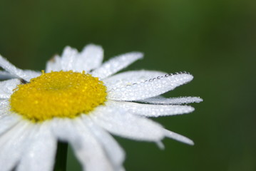 flower on green background