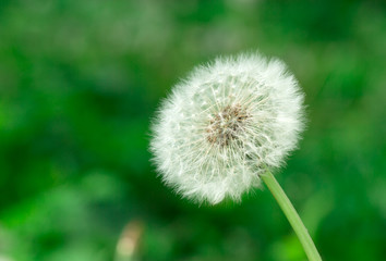 Wall Mural - Dandelion