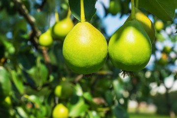 Unripe pears on a branch in the sun