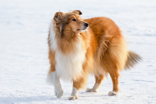 Portrait Of Collie Dog On Snow Field
