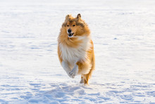 Portrait Of Collie Dog Running On Snow Field