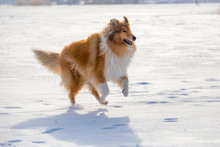 Collie Dog Running On Snow Field