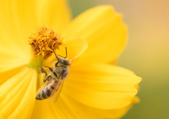 Wall Mural - Honeybee (Apis mellifera) pollinating a bright yellow tickseed (coreopsis) flower