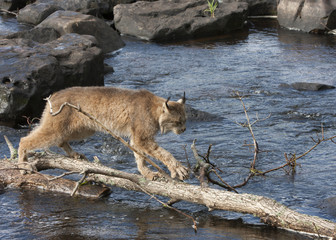Wall Mural - Lynx Walking on a Log Across a River