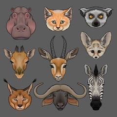 Wall Mural - head of wild animals set, portrait of hippo, lynx, fox, fenech, lemur, giraffe, antelope, muskox and
