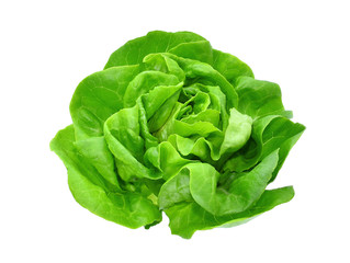 Wall Mural - green butter lettuce vegetable or salad isolated on white back ground