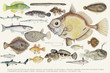 Colored vector illustration of fish drawing collection