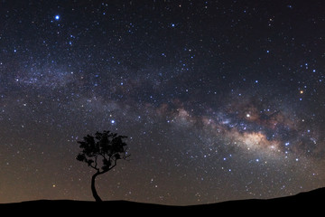 Wall Mural - landscape silhouette of tree with milky way galaxy and space dust in the universe, night starry sky 