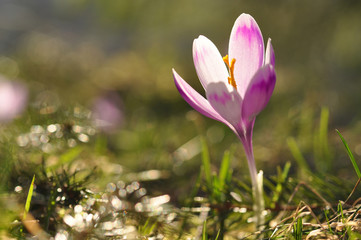 Wall Mural - Spring flowering bulbs of purple Crocus flower