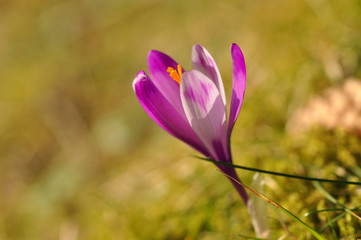 Wall Mural - Spring flowering bulbs of purple Crocus flower. Crocus vernus