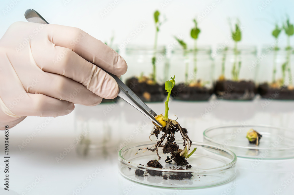 Scientist testing GMO plant in biological laboratory - obrazy, fototapety, plakaty 