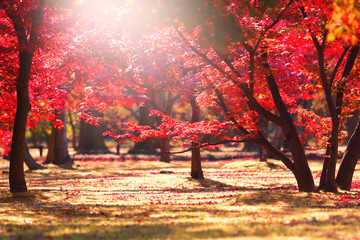 Wall Mural - the garden during autumn in japan background.