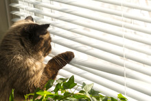 Cat Is Looking Outside Through Window Blinds