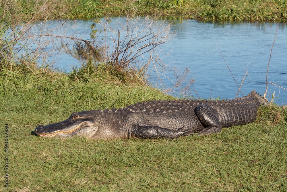 Alligator body Stock Photo | Adobe Stock