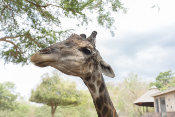 Close-up of a cute giraffe in front of some green trees.