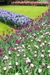 Poster - Flowerbed with tulips and hyacinths