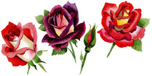 Wildflower Two-color Dark Red Rose Flower In A Watercolor Style Isolated. Full Name Of The Plant: Rose, Hulthemia, Rosa. Aquarelle Wild Flower For Background, Texture, Wrapper Pattern Or Border.