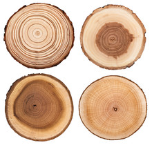 Cross Section Of Tree Trunk Showing Growth Rings Collection Isolated On White Background.