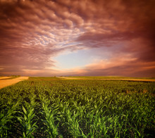 Corn Field And Sky