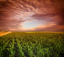 Poster - Corn Field and sky