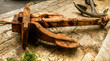 Old, rusty anchor