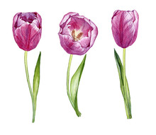 Purple Tulips Detail Free Stock Photo - Public Domain Pictures