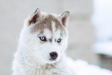 Winter Portrait Of A Cute Blue-eyed Husky Puppy Against A Snowy Nature Background
