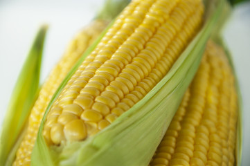 Poster - The staple food of mankind, maize, an important crop