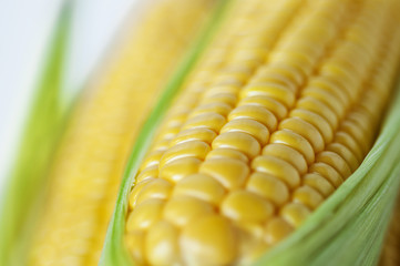 Poster - The staple food of mankind, maize, an important crop