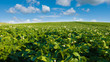 Potato field and blue sky at beautiful day. Green field of blooming potato.