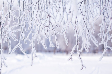 Wall Mural - Tree branch in snow and hoar frost