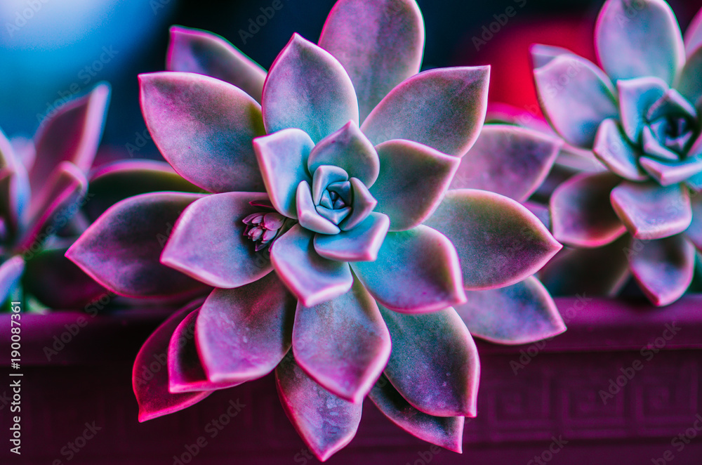 succulent (purple and green) Stock Photo | Adobe Stock