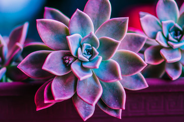 succulent (purple and green)