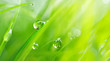 Beautiful large drops of fresh morning dew macro in nature. Drops transparent water  on grass. Spring background with copy space.