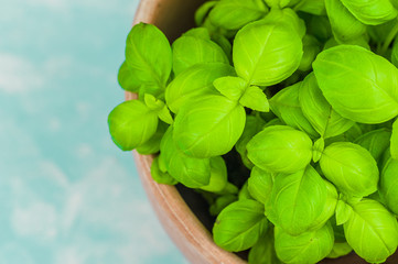 Basil plant, top view