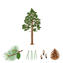 Tree Pine, Branch, Pine Cone, Needles And Pine Seeds On A White Background. Vector Illustration.