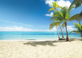 Wall Mural - caribbean sea and coconut palms