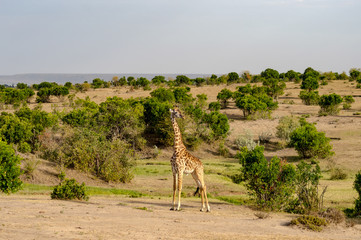 Sticker - Isolated giraffe near acacia in the park of  mara Kenya